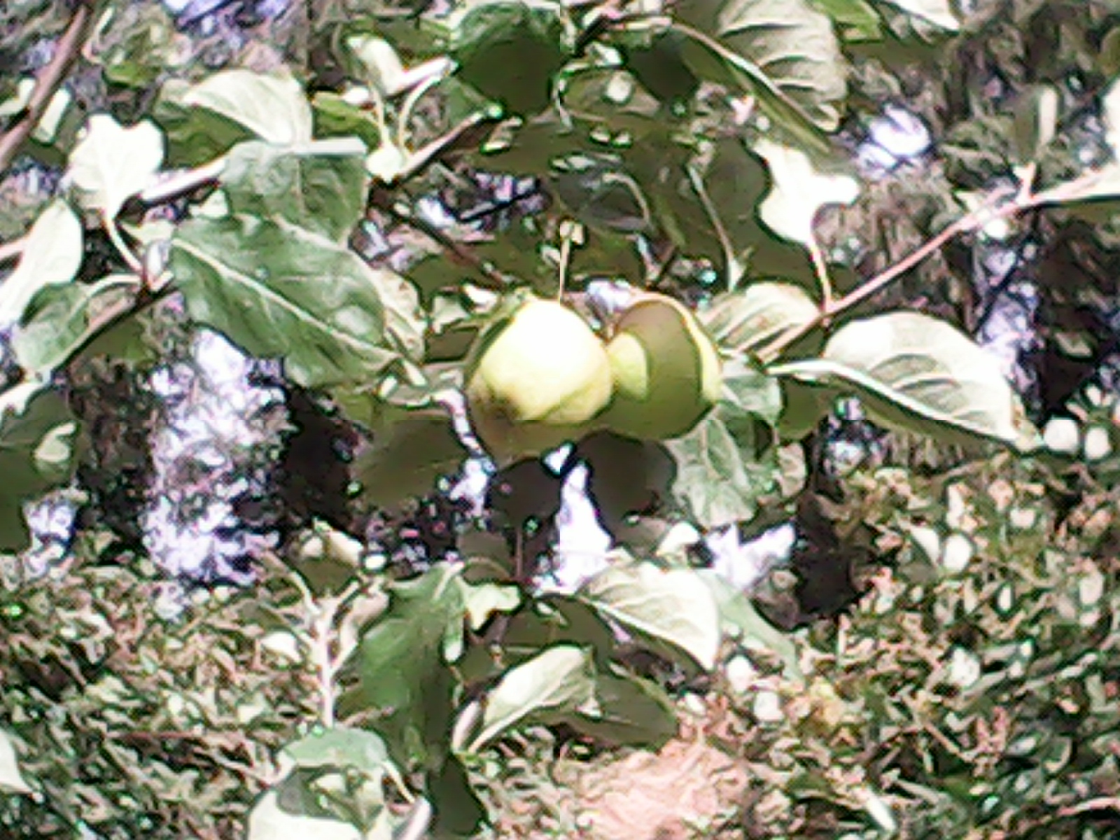Apples on trees in garden in the sun